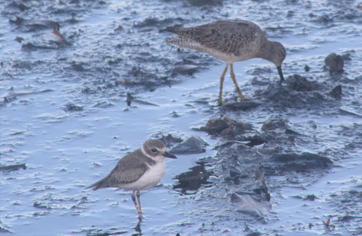 Wilson's Plover - Nestor Herrera