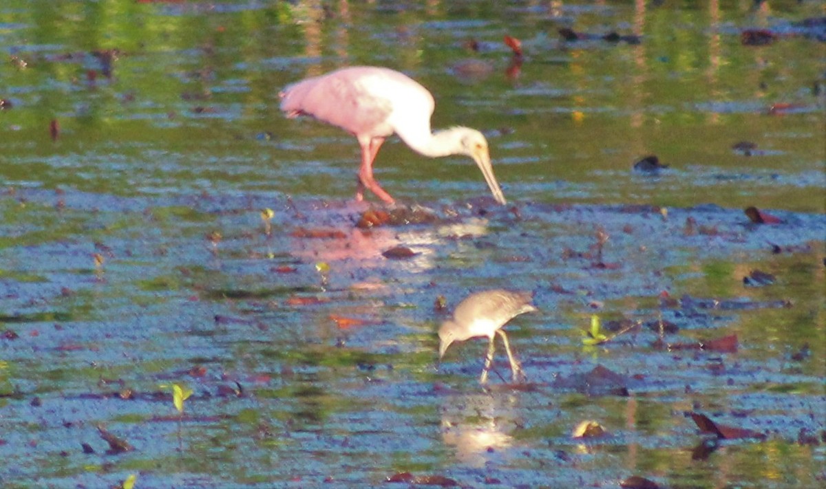 Roseate Spoonbill - ML275091211