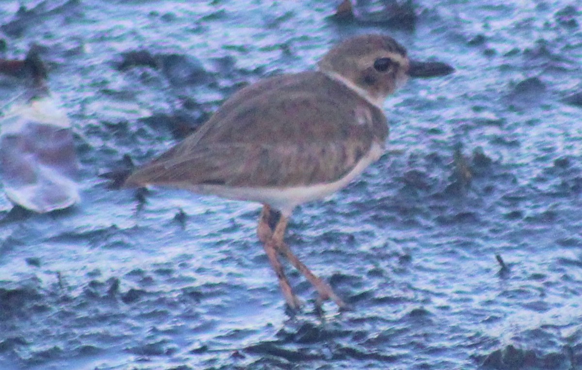 Wilson's Plover - Nestor Herrera