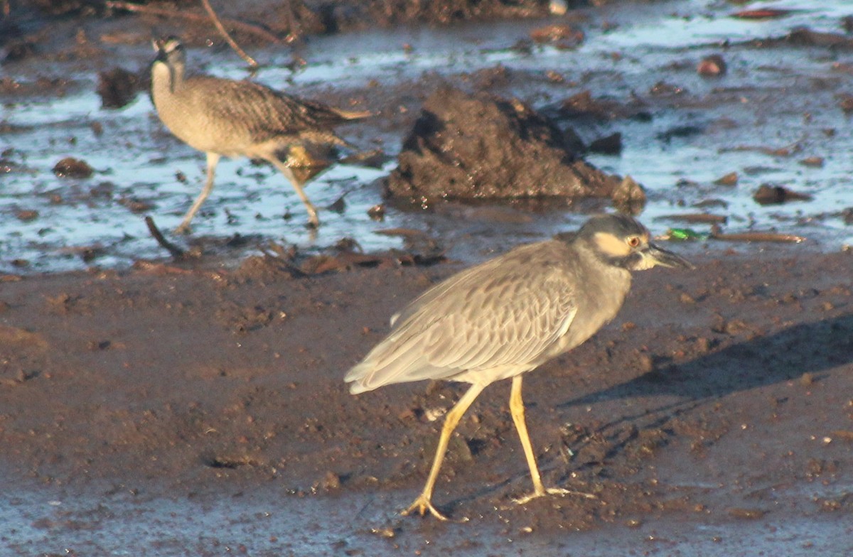 Yellow-crowned Night Heron - Nestor Herrera