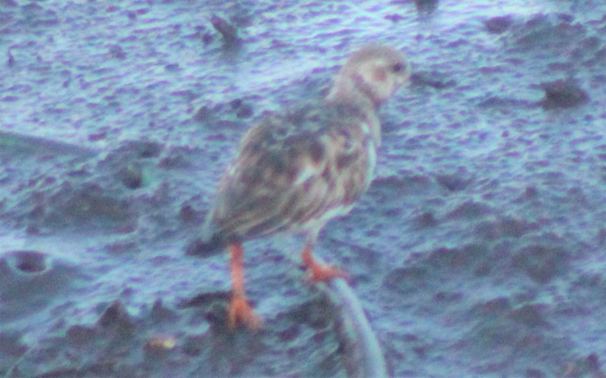 Ruddy Turnstone - ML275091651