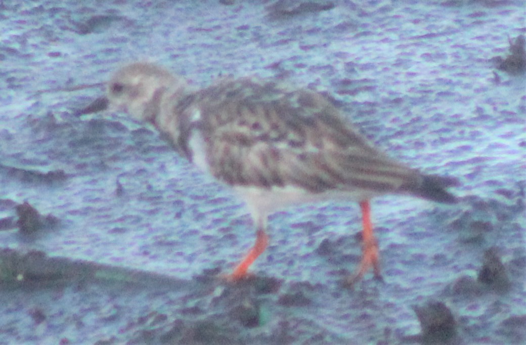 Ruddy Turnstone - ML275091661