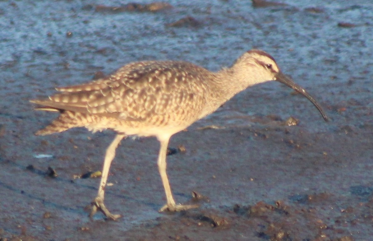 Whimbrel - Nestor Herrera