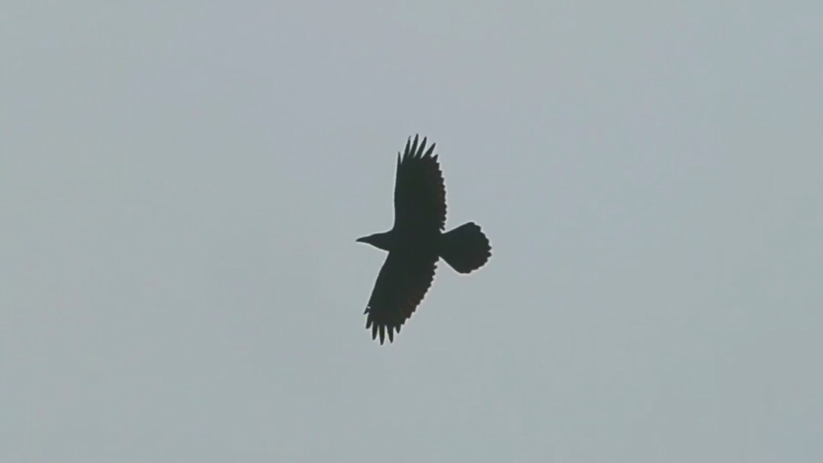 Common Raven - ML275092221