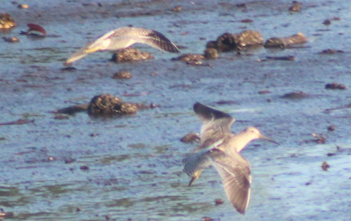 Short-billed Dowitcher - Nestor Herrera