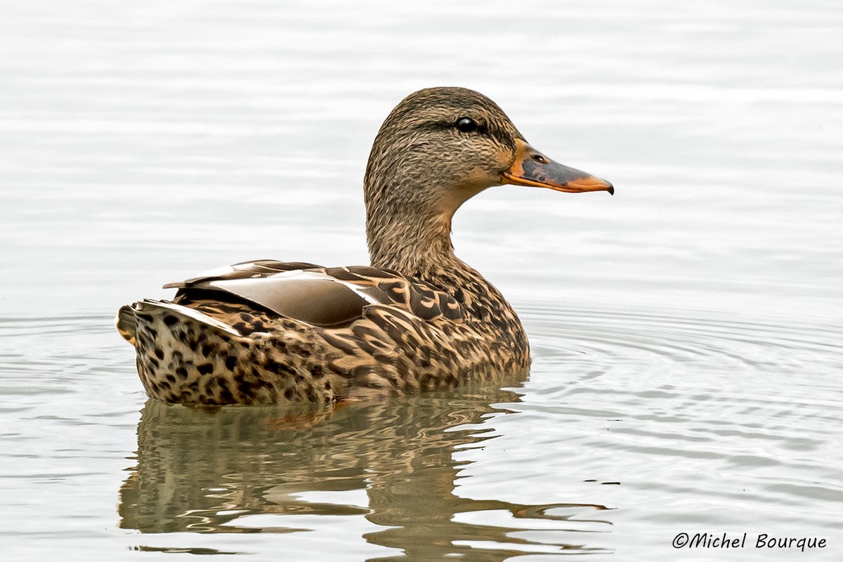 Mallard - ML275092381