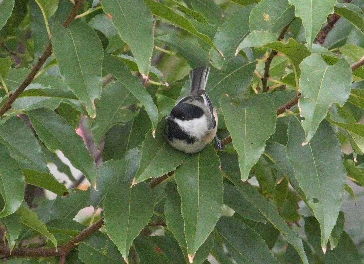 Black-capped Chickadee - ML275092461