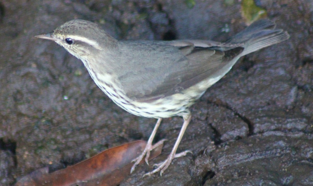 Northern Waterthrush - Nestor Herrera