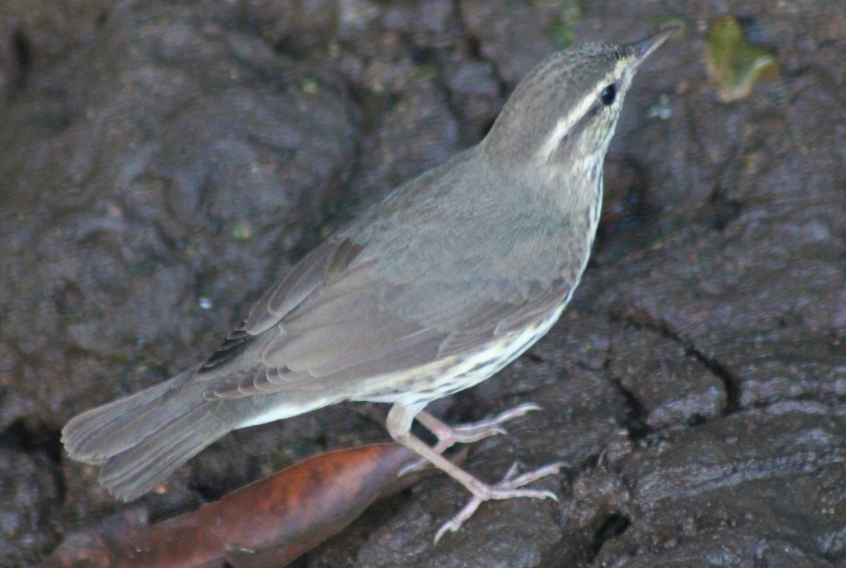 Northern Waterthrush - Nestor Herrera