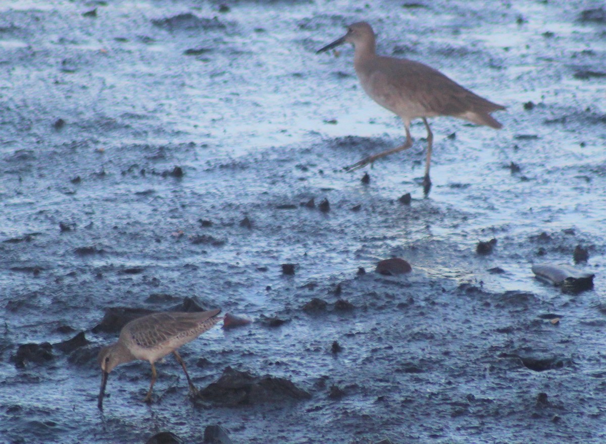 Willet - ML275093531