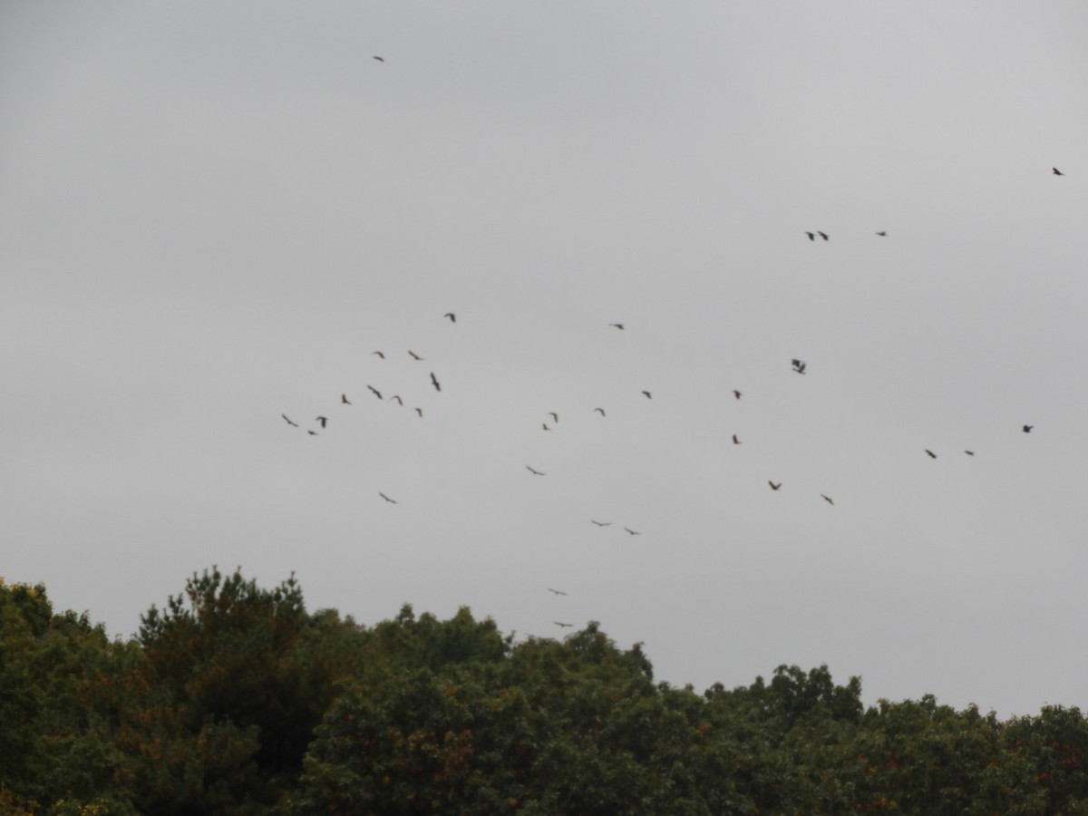 American Crow - ML275096521