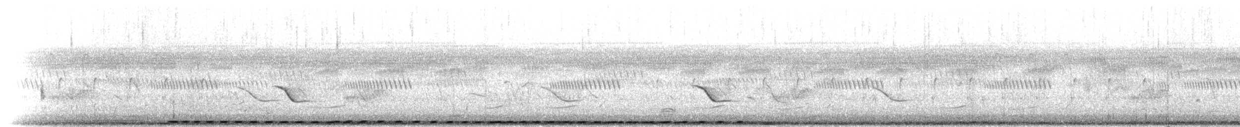 マミジロバンケン（burchellii／fasciipygialis） - ML275097