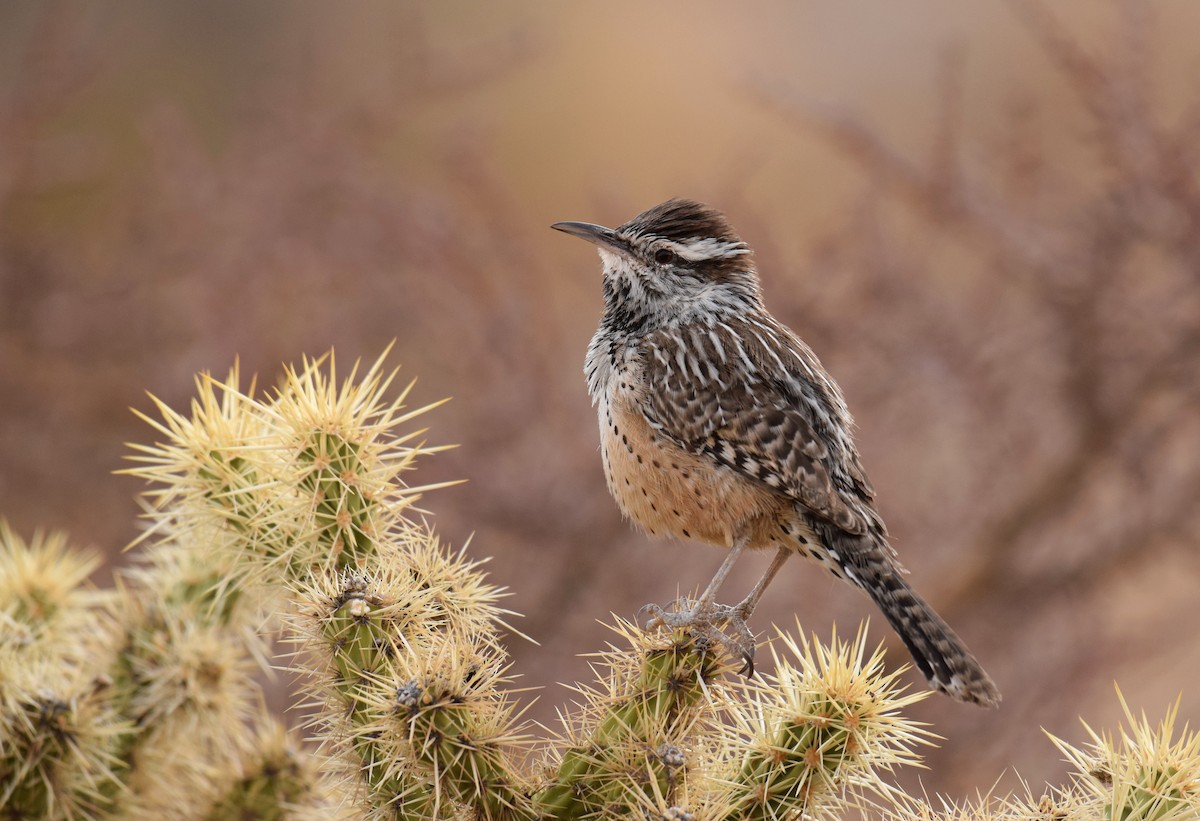 Cactus Wren (brunneicapillus Group) - Ryan O'Donnell