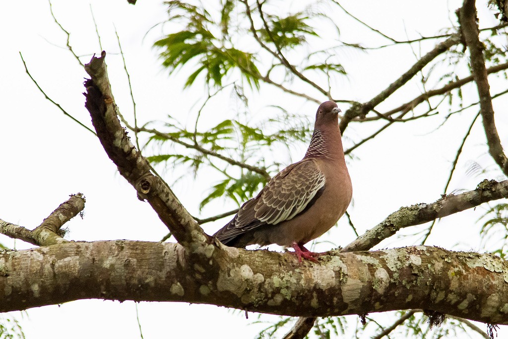 Pigeon picazuro - ML275097211