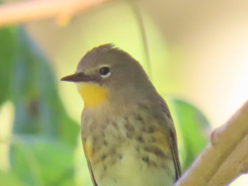 Yellow-rumped Warbler (Audubon's) - ML275097741