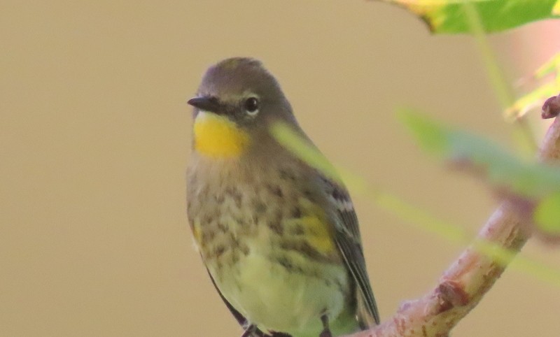Yellow-rumped Warbler (Audubon's) - ML275097801