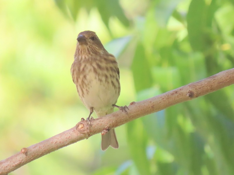 Purple Finch - ML275097931