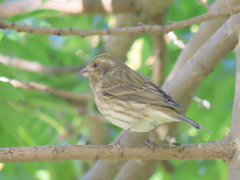 Purple Finch - ML275098051