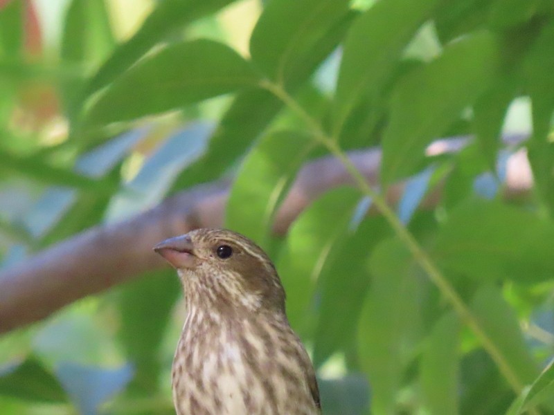 Purple Finch - ML275098231