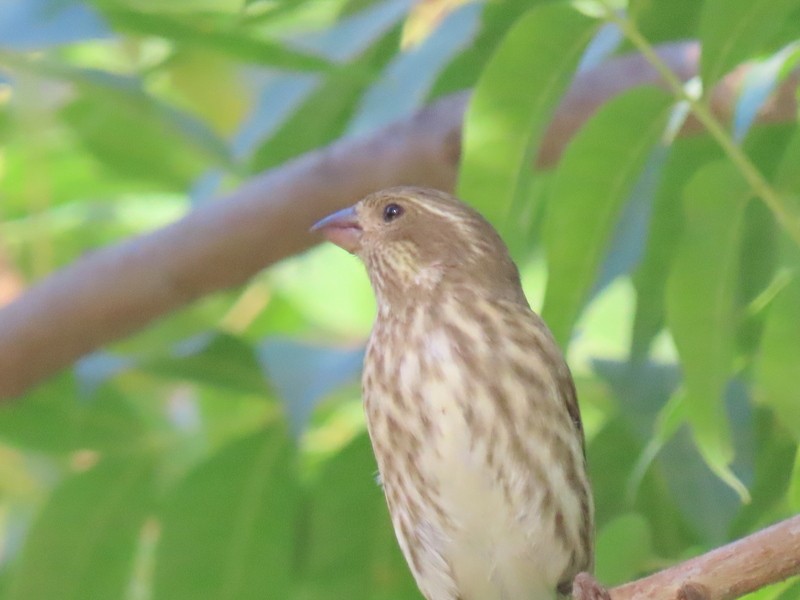 Purple Finch - ML275098311