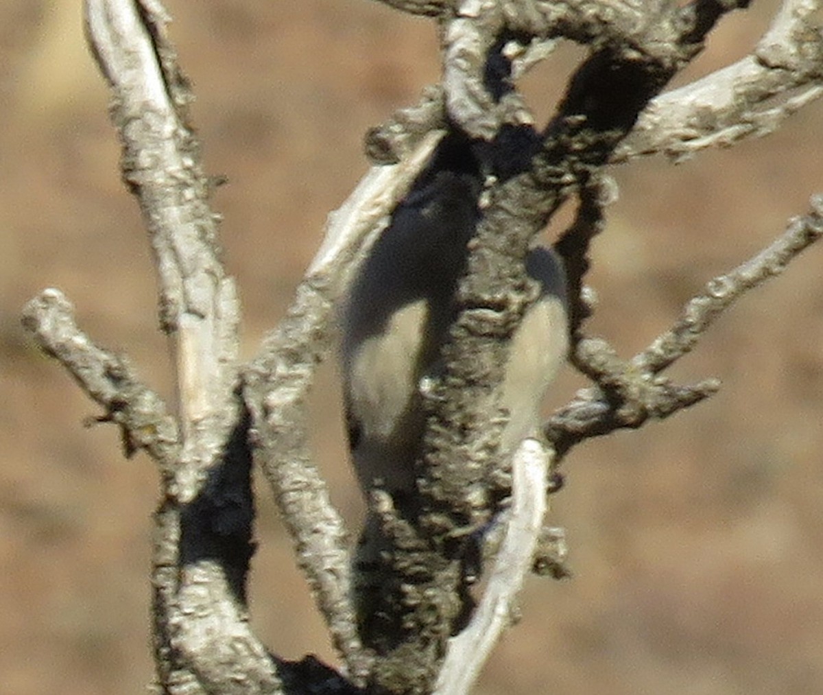 strakapoud osikový (ssp. gairdnerii/turati) - ML275098511