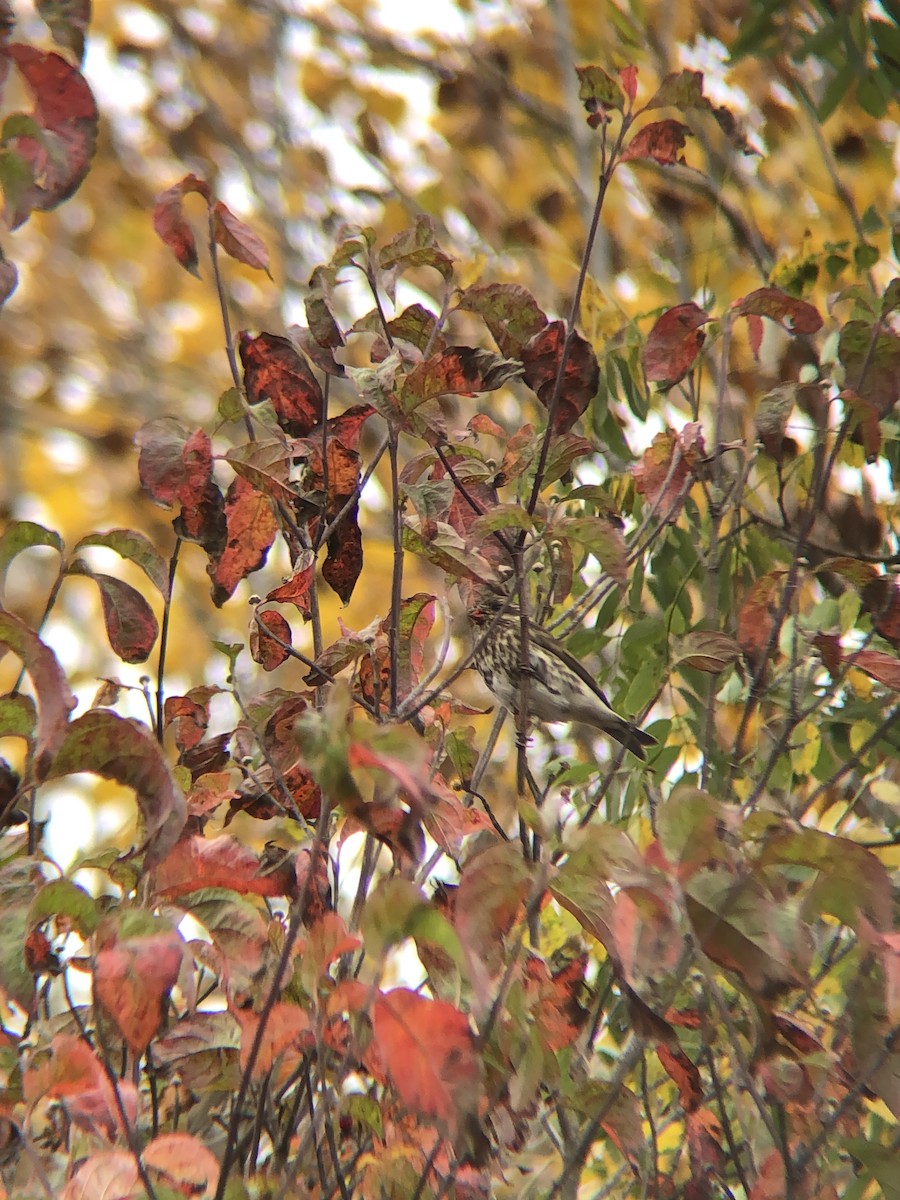 Purple Finch - ML275100821