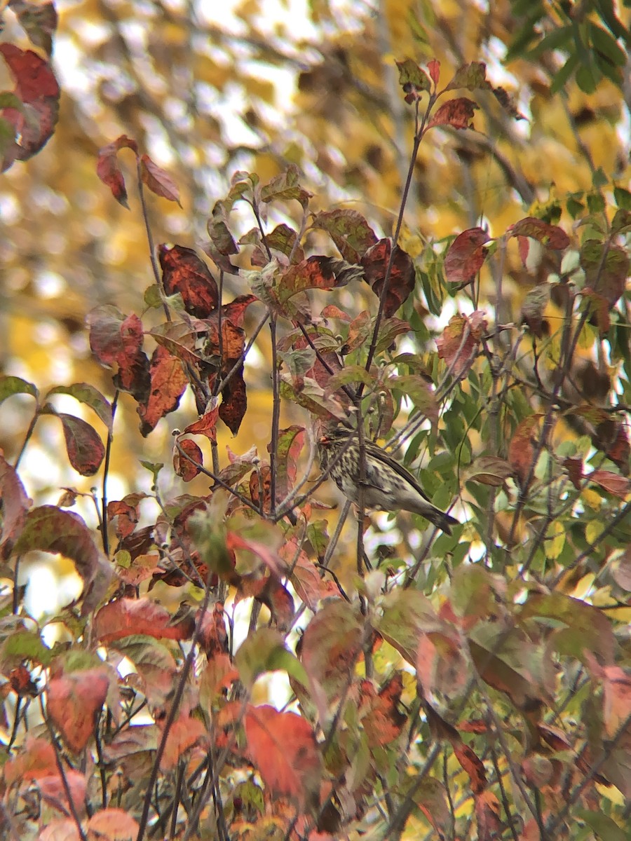 Purple Finch - ML275100851