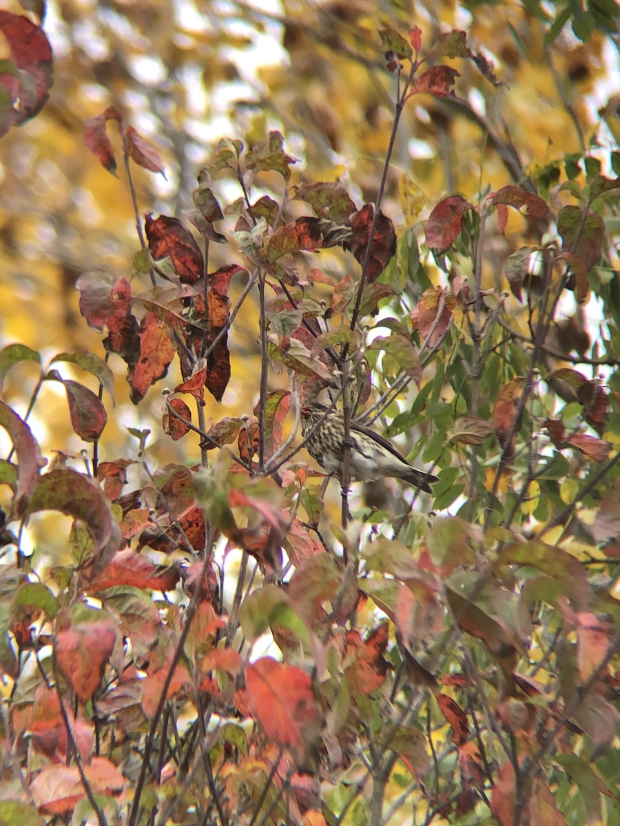 Purple Finch - ML275100871