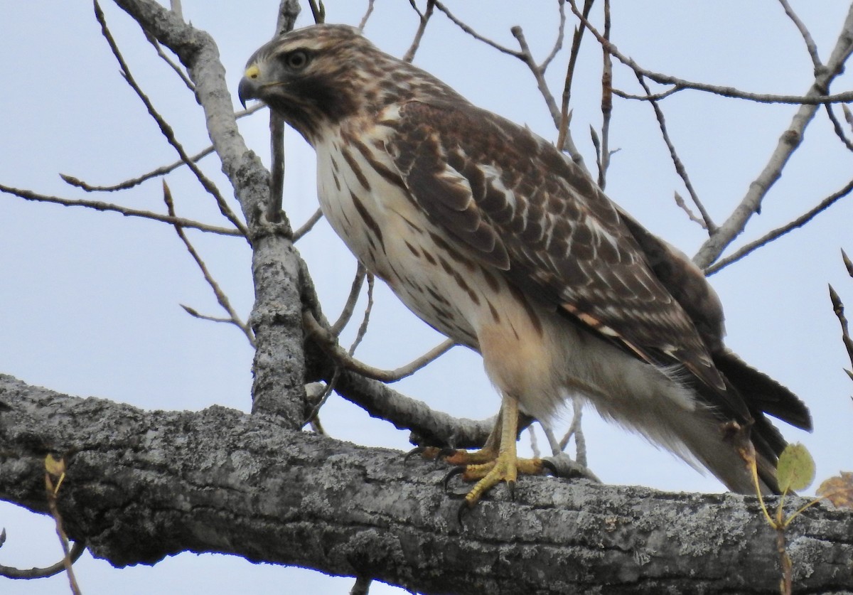 Red-shouldered Hawk - Mary  McMahon