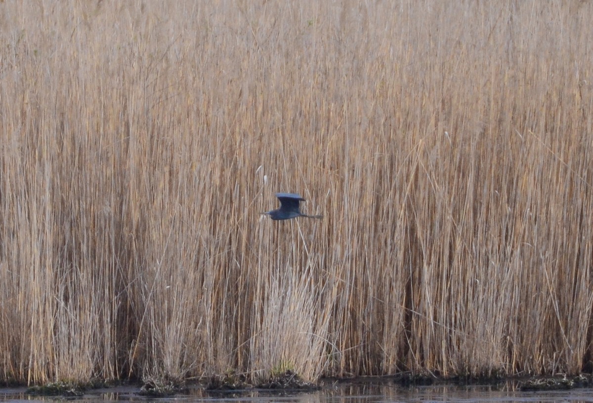 Little Blue Heron - ML27510461