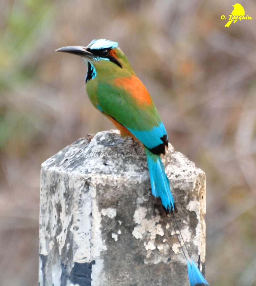 Turquoise-browed Motmot - ML27510571