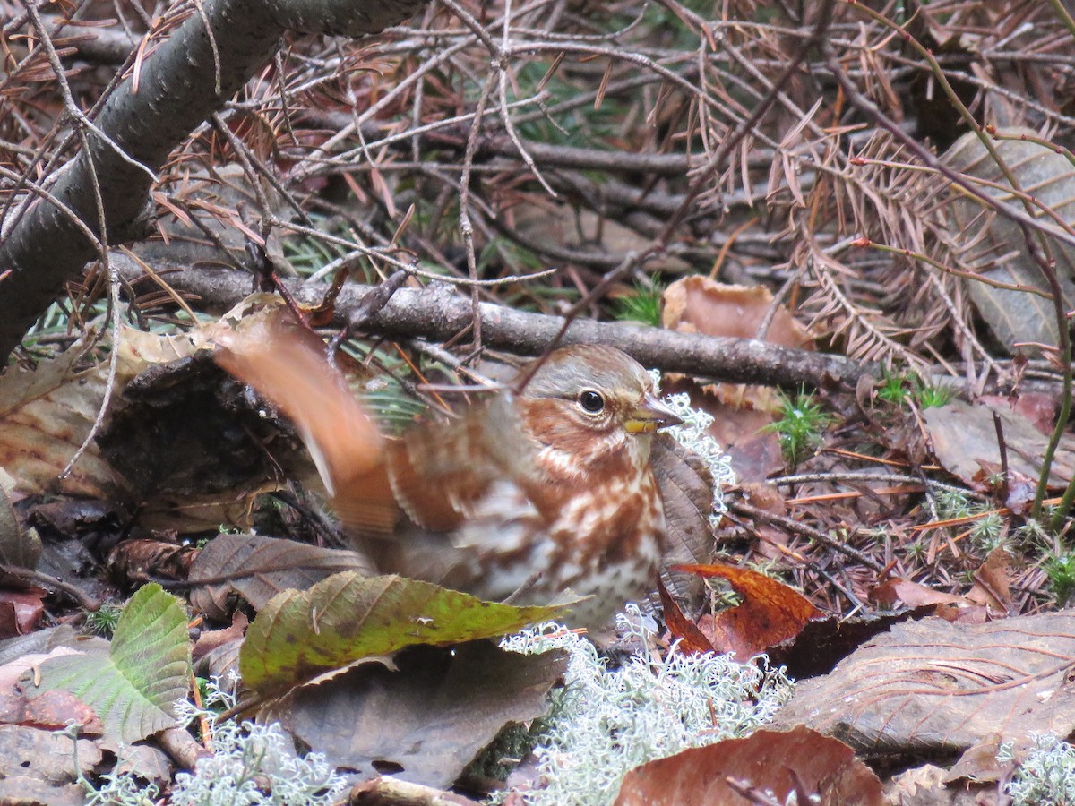 Fox Sparrow - Elena F