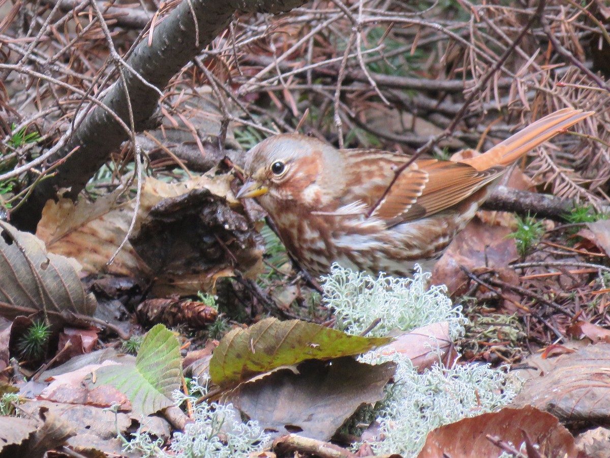 Fox Sparrow - ML275106801