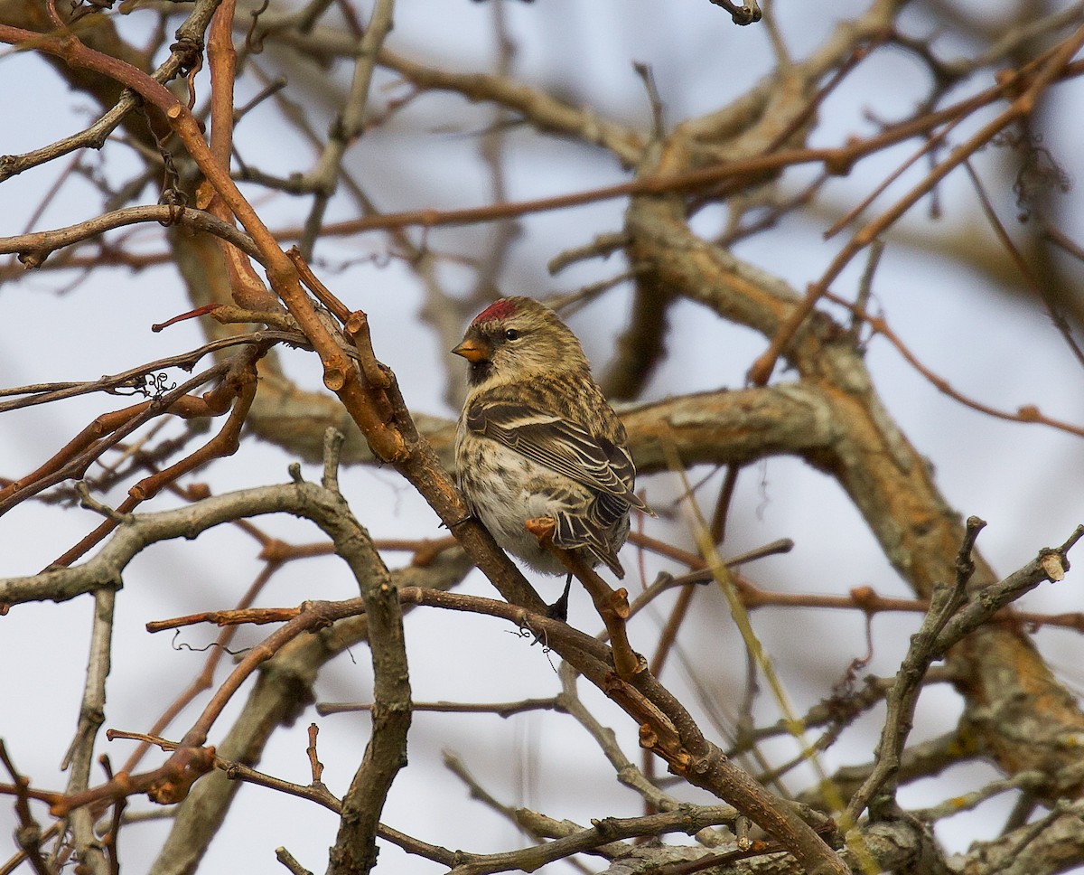 ベニヒワ（亜種 ベニヒワ flammea／rostrata/islandica）ベニヒワ（flammea グループ／亜種 イメベニヒワ） - ML275107521
