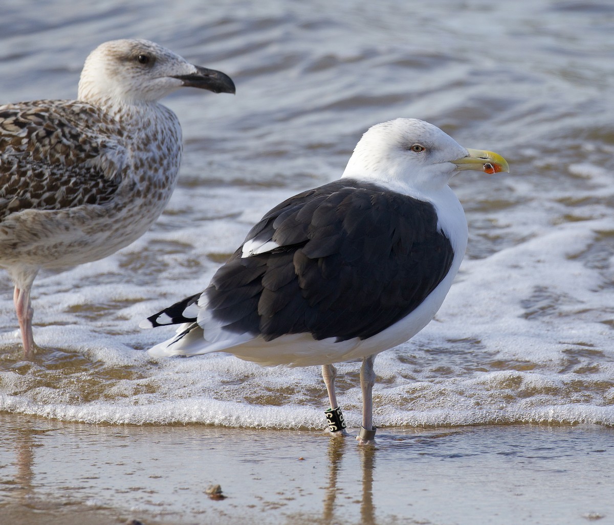 オオカモメ - ML275107601