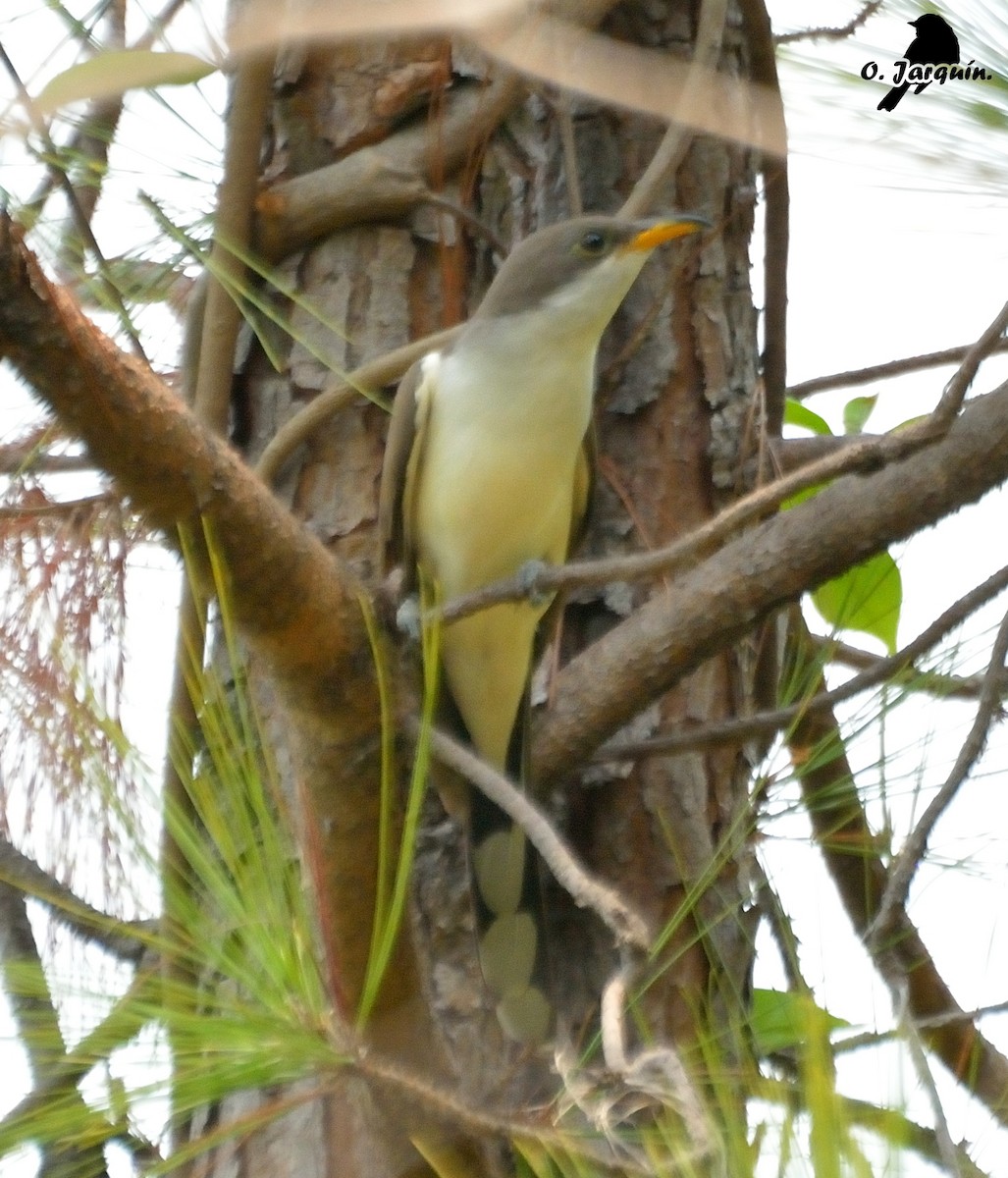 Yellow-billed Cuckoo - Orlando Jarquín