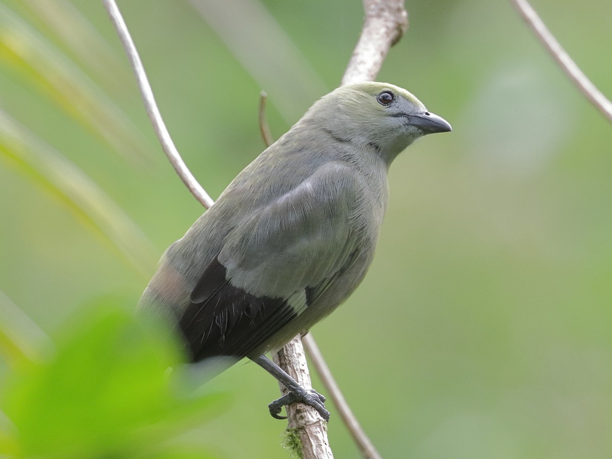 Palm Tanager - ML275108601