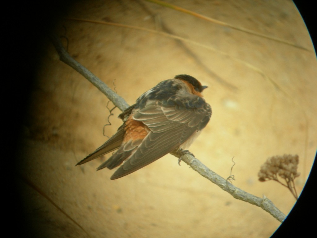 Cave Swallow - ML275109161