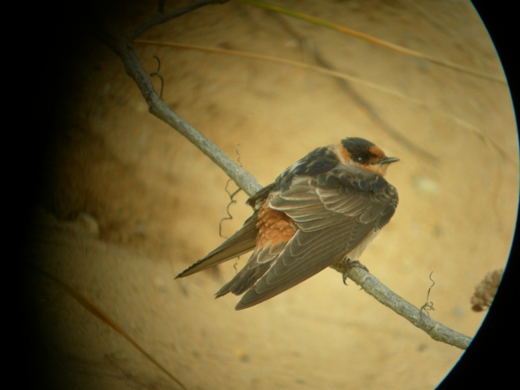 Cave Swallow - ML275109171