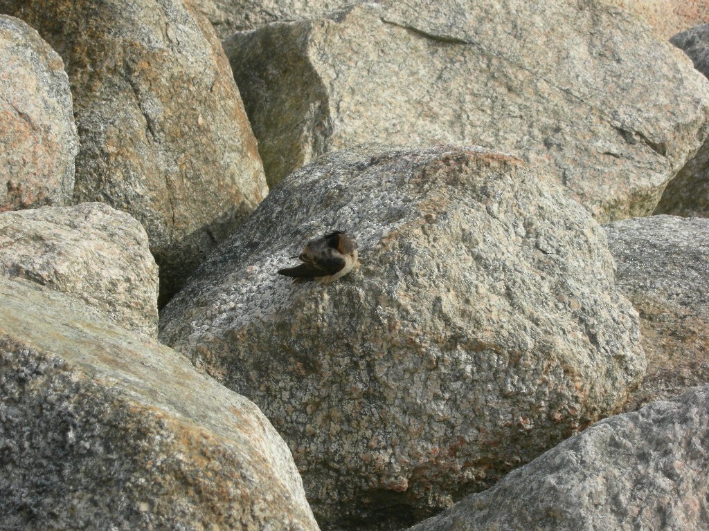 Cave Swallow - ML275109181