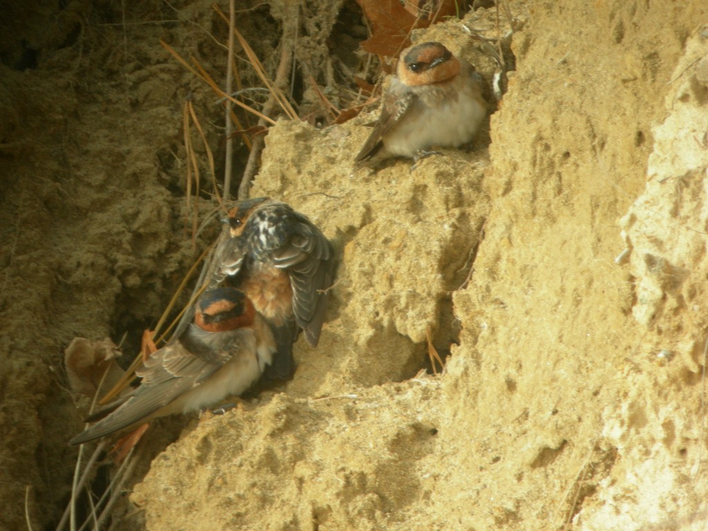 Cave Swallow - ML275109191