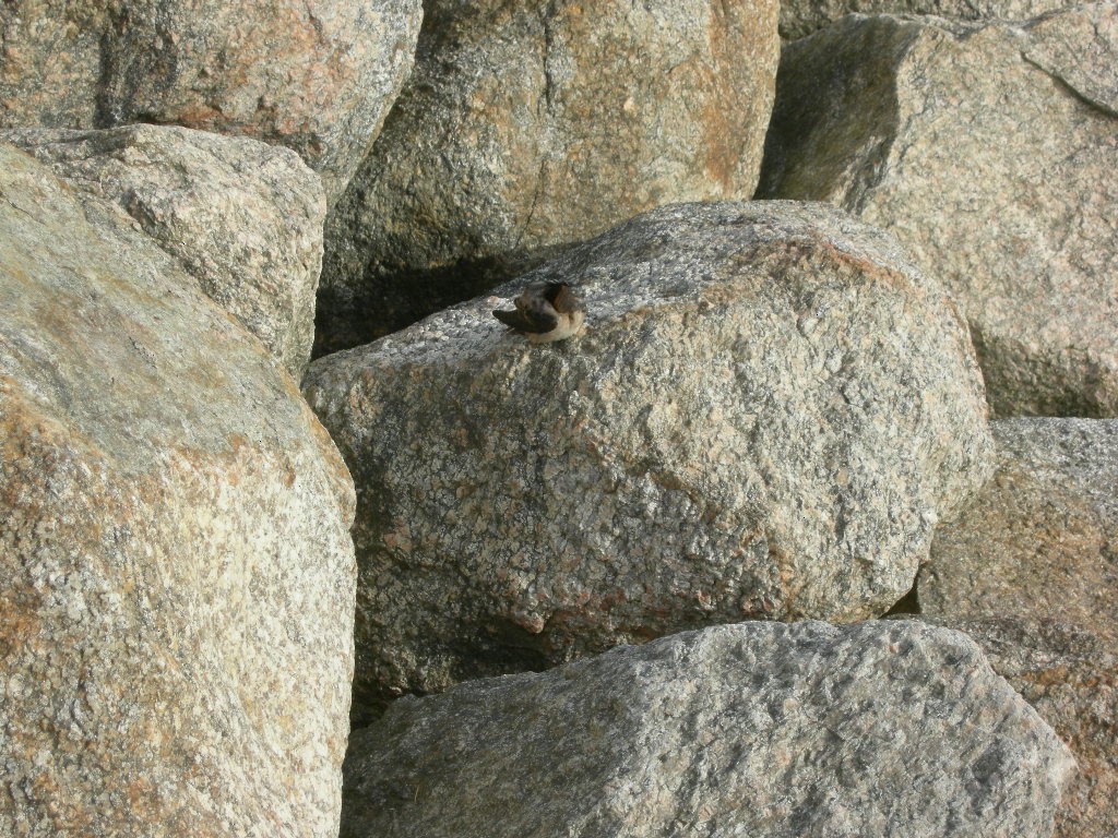 Cave Swallow - ML275109201