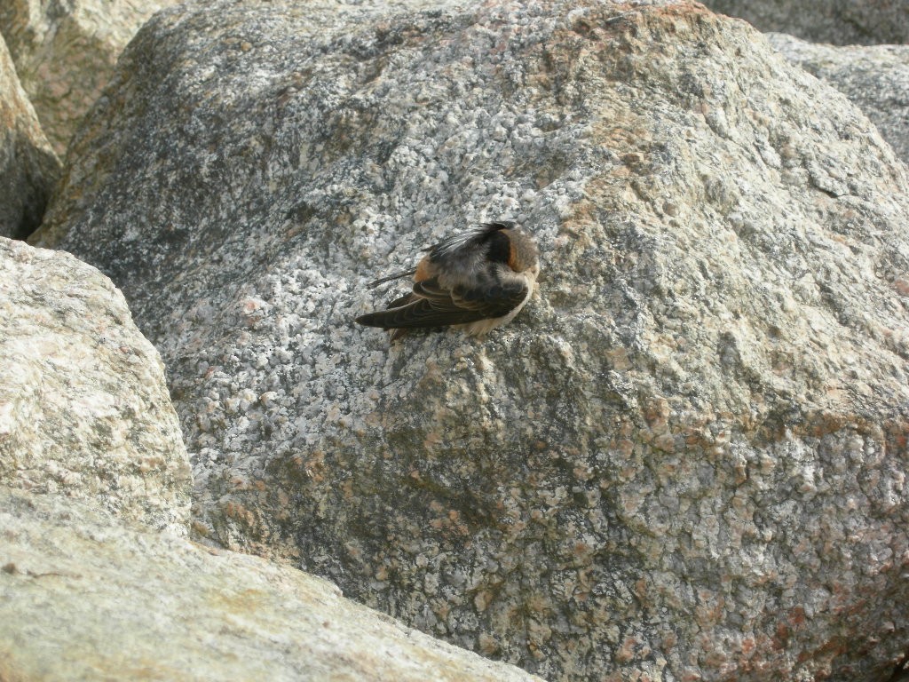 Cave Swallow - ML275109211