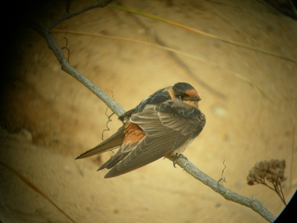 Cave Swallow - ML275109241