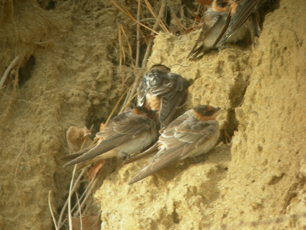 Cave Swallow - ML275109251