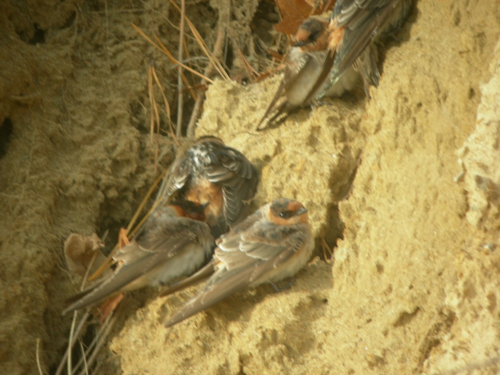 Cave Swallow - ML275109261