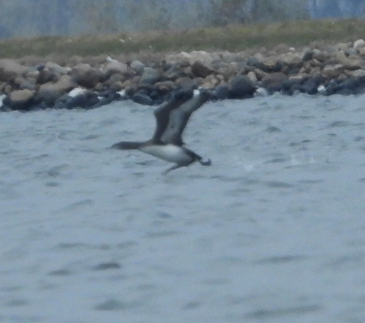 Red-throated Loon - David Lambeth