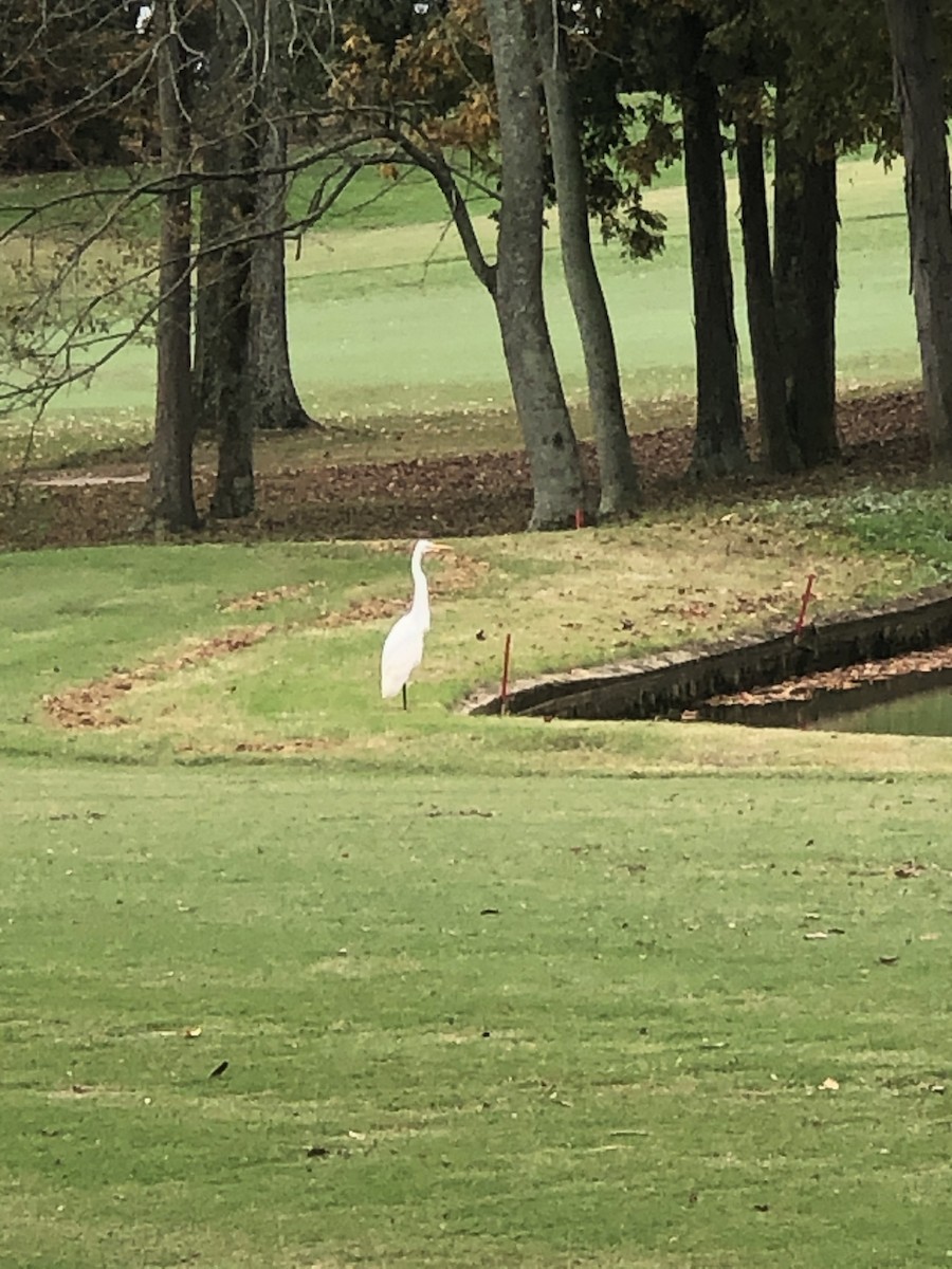 Great Egret - Lisa Sellers