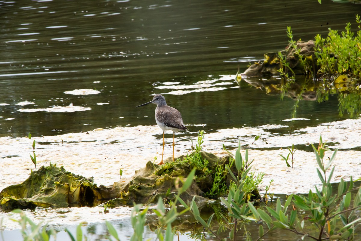 Greater Yellowlegs - ML275110991