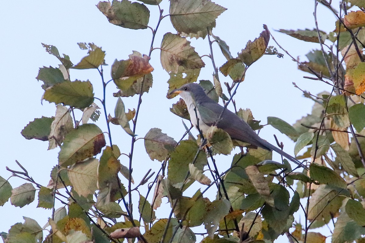 Yellow-billed Cuckoo - Martina Nordstrand